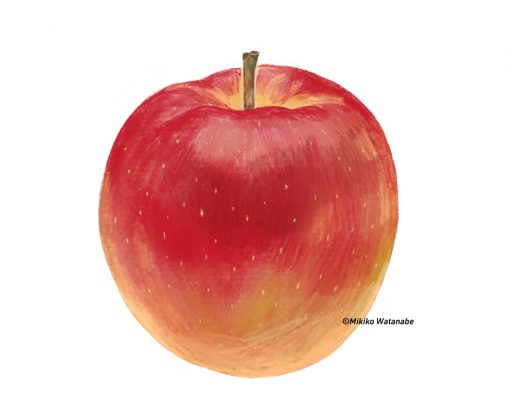 林檎のイラスト