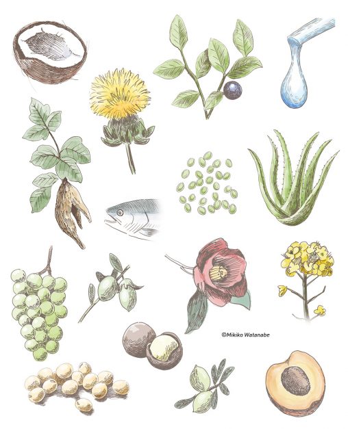 植物、花、ナッツイラスト