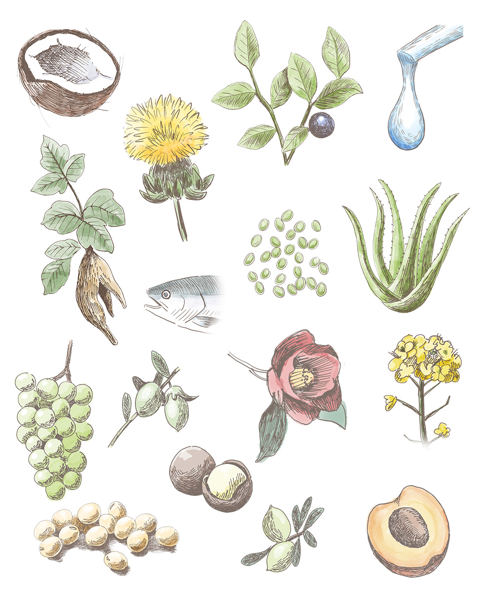 植物、花、ナッツイラスト