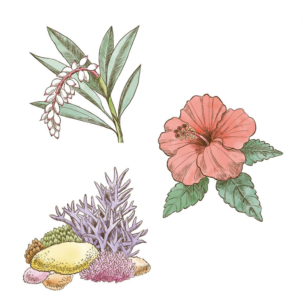 沖縄の植物イラスト