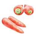 にんじんのイラスト