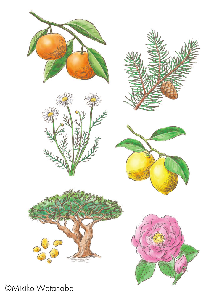 植物 ハーブ フルーツのイラスト