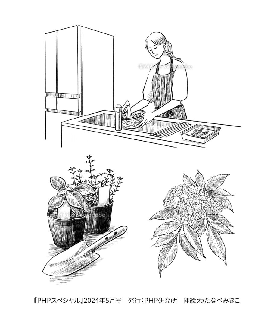 キッチンにいる女性、エルダーフラワー、ハーブの苗のイラスト