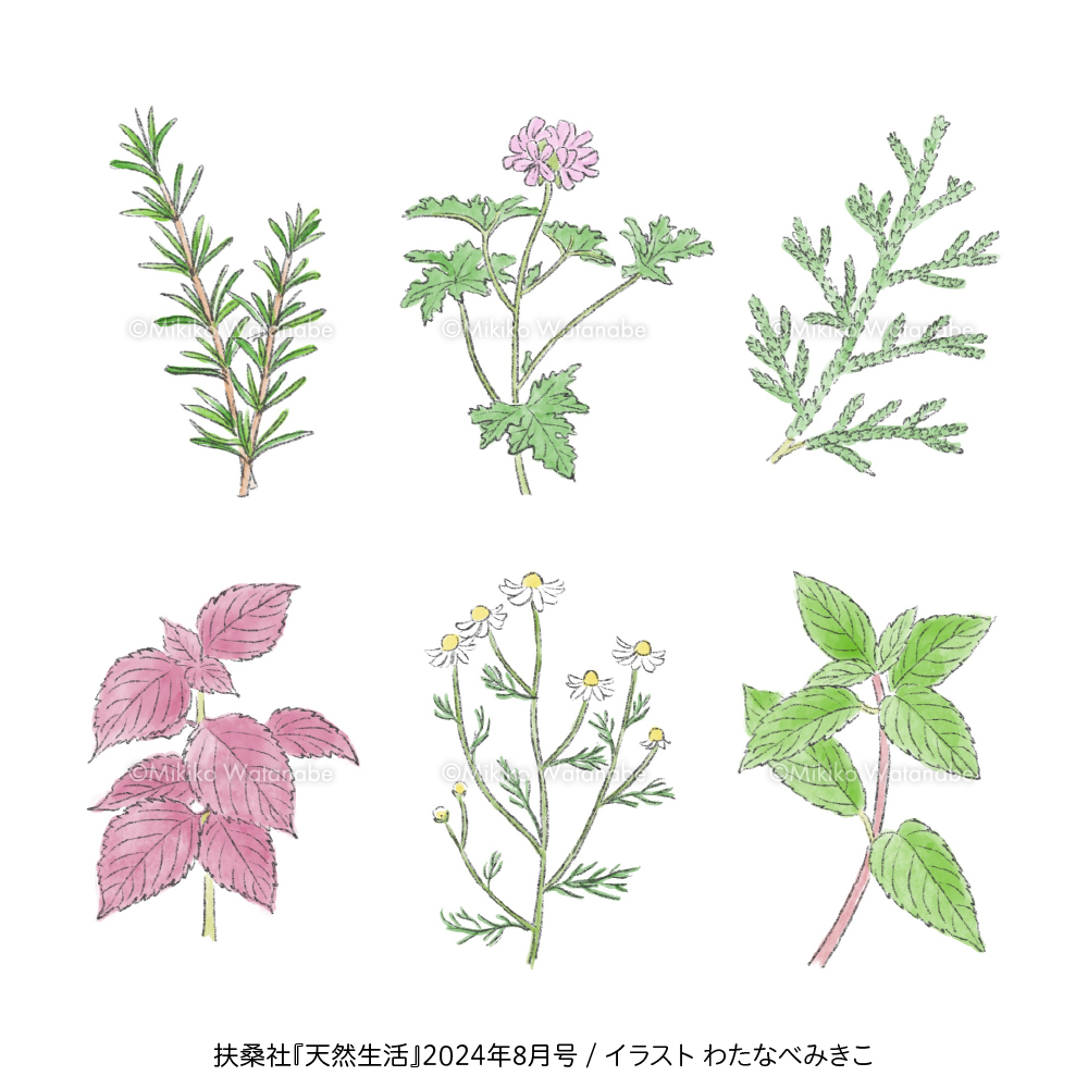 ナチュラルな植物ハーブイラスト