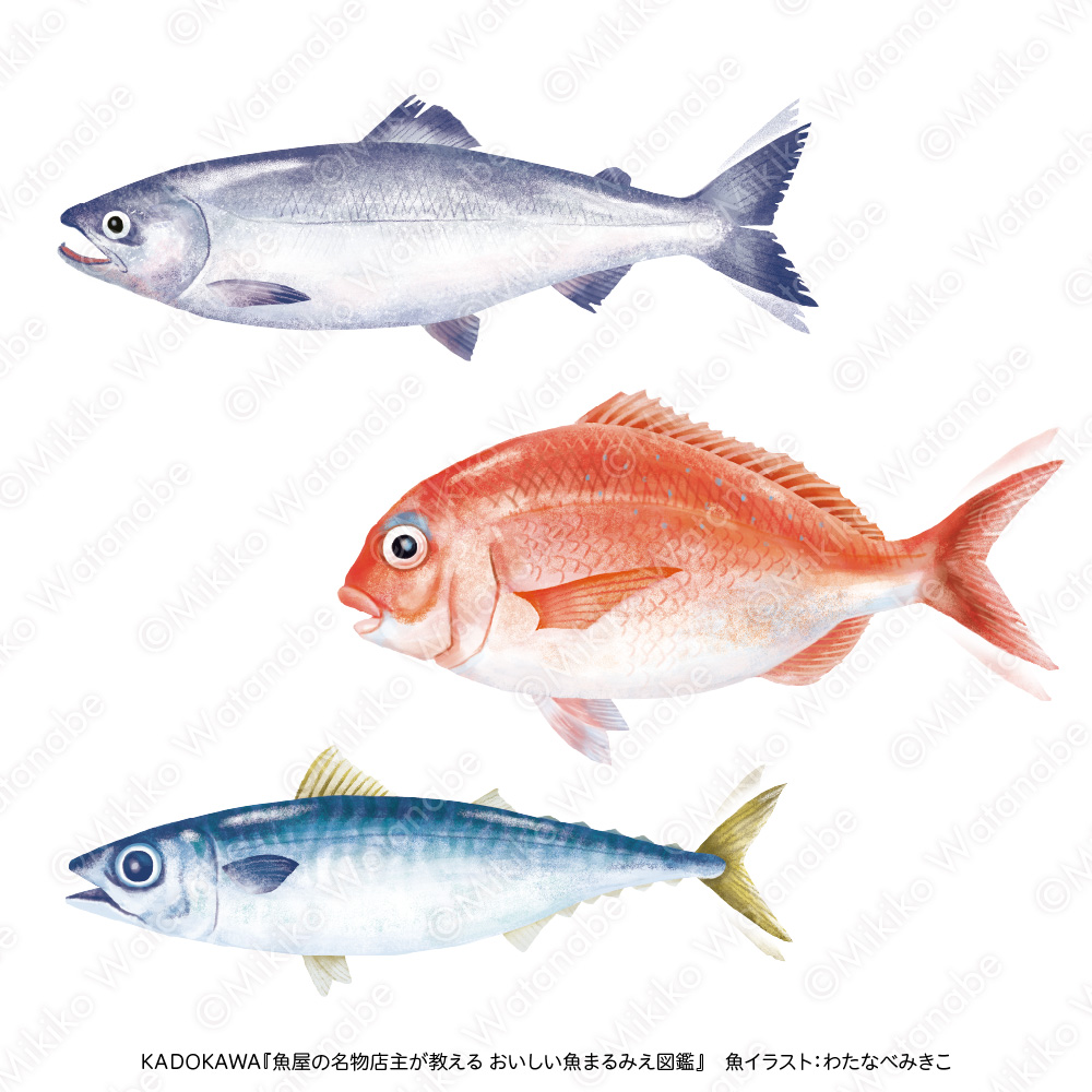 鮭、タイ、鯖のイラスト