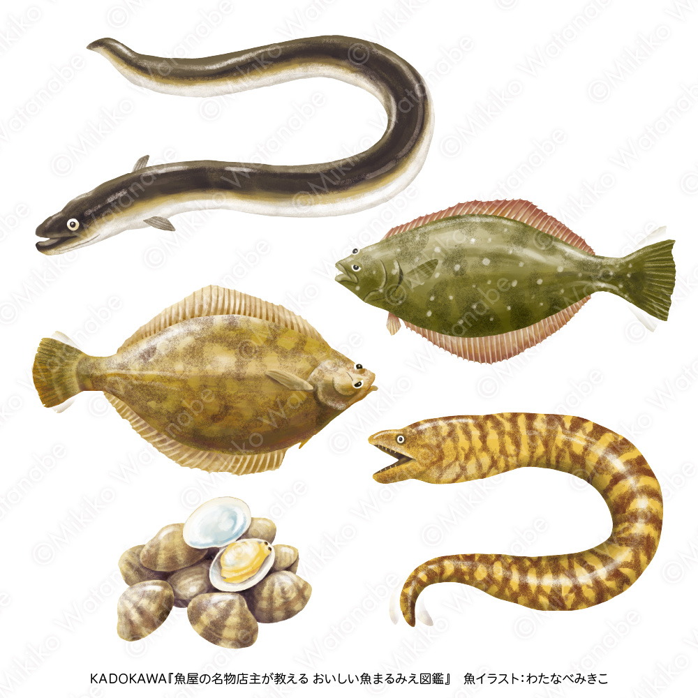 鰻、あさり、ウツボ、カレイ、ヒラメのイラスト