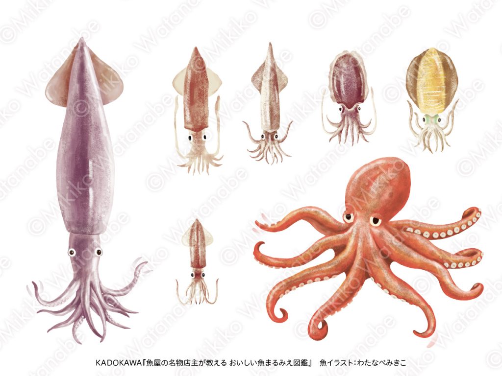 イカとタコのイラスト