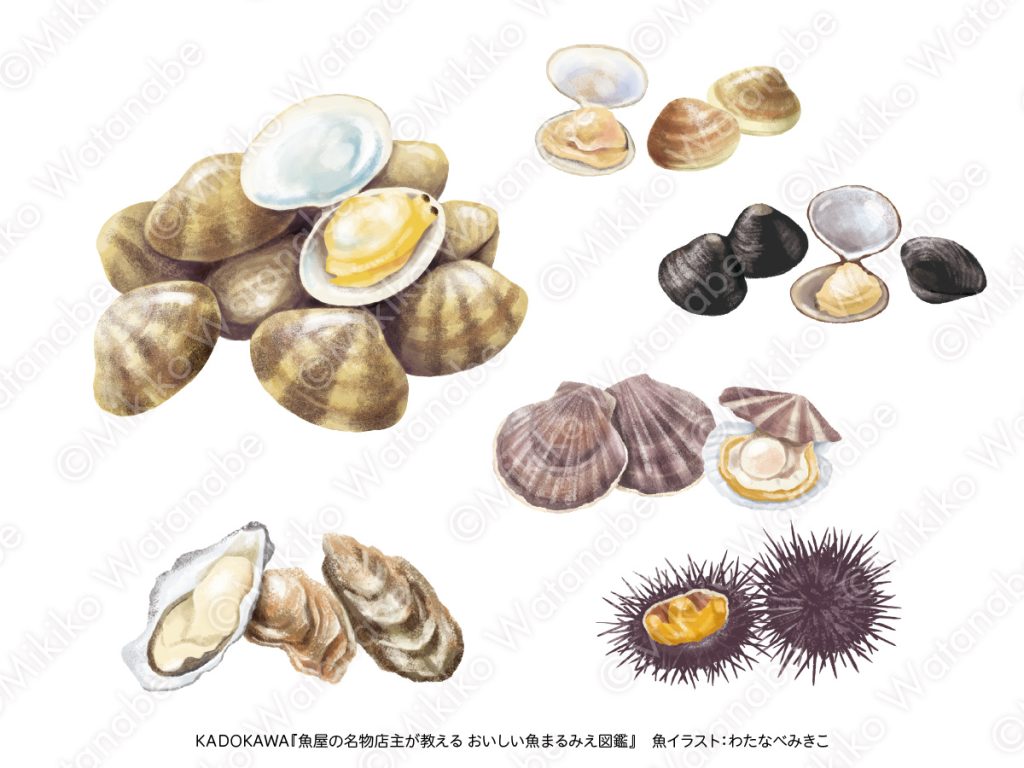 貝のイラスト