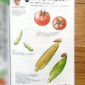 夏野菜イラストの色鉛筆塗り見本