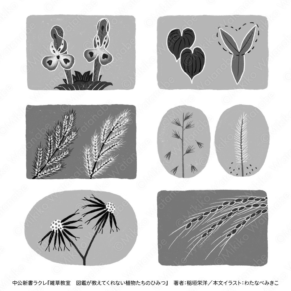 モノクロかわいい植物イラスト