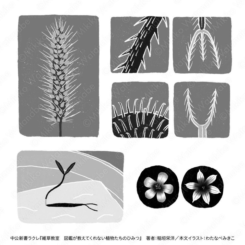 モノクロかわいい植物イラスト