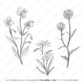 モノクロ植物イラスト