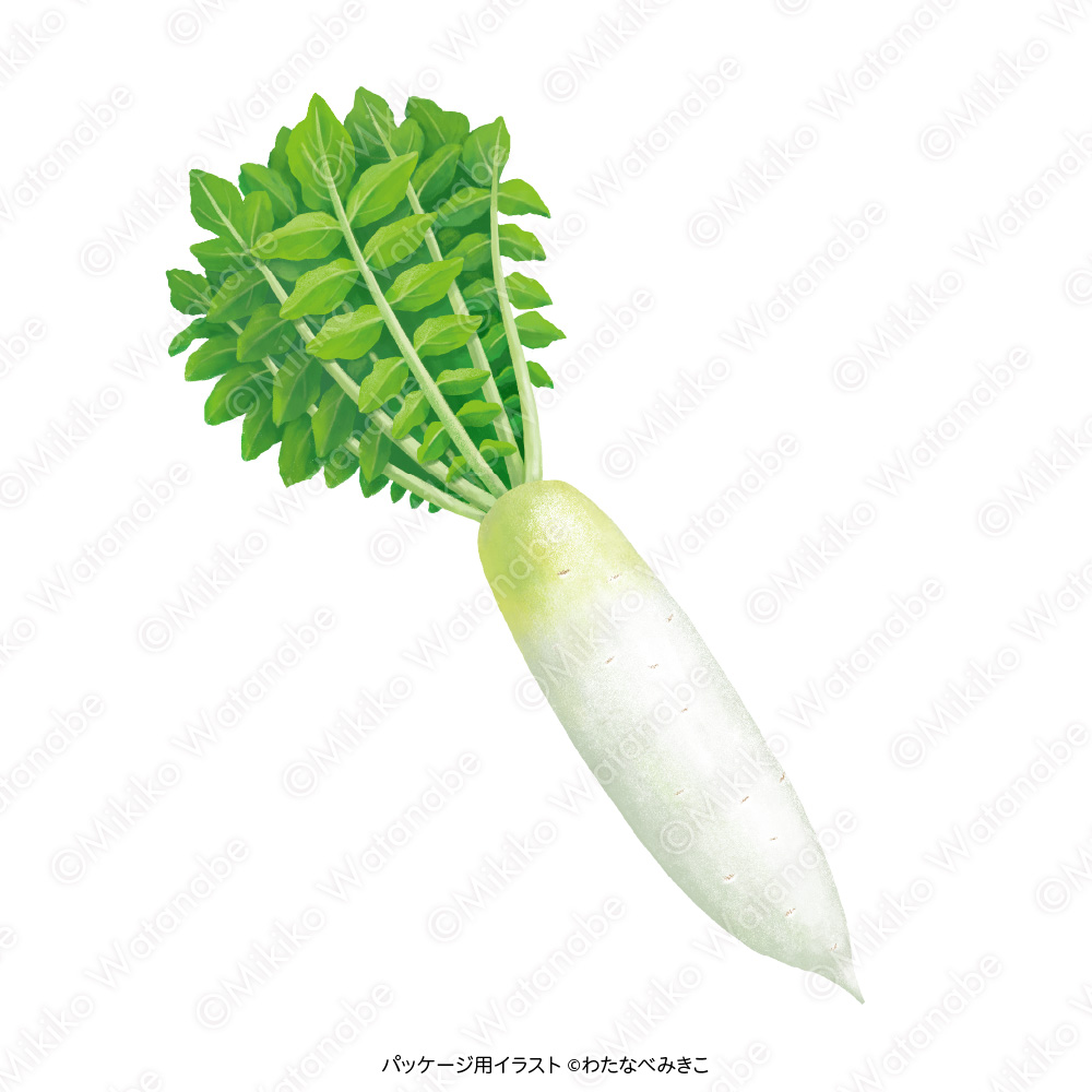 大根のイラスト