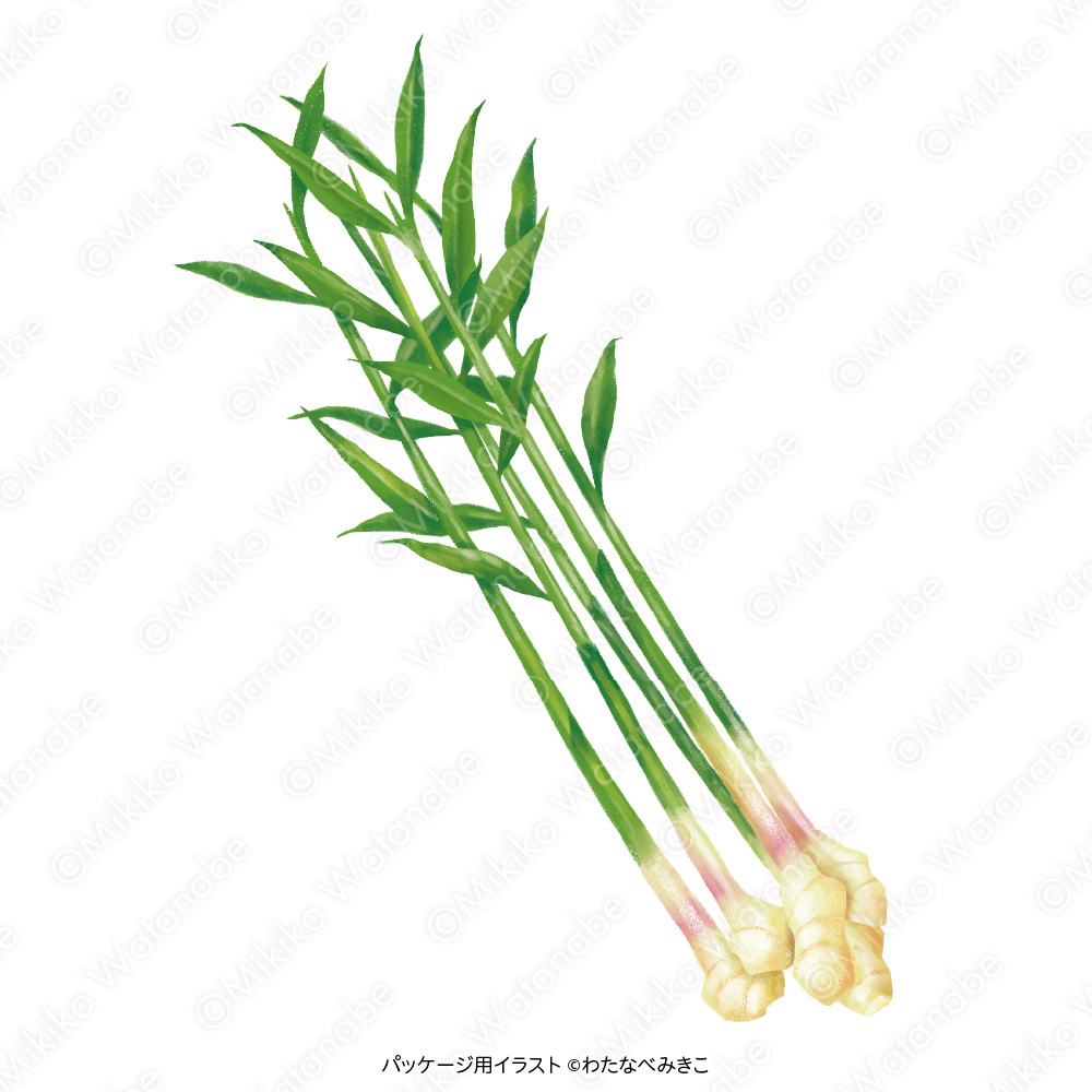 葉生姜のイラスト
