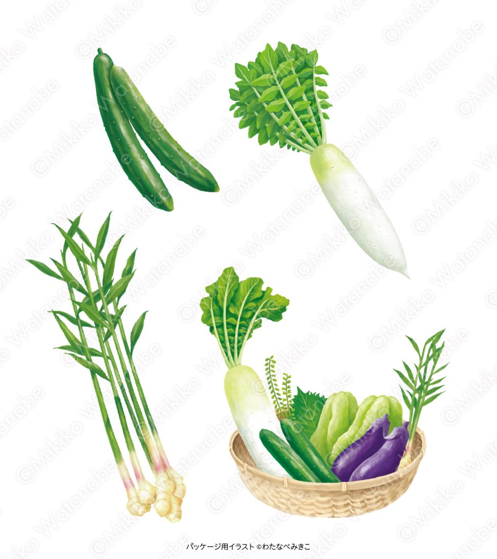 食品パッケージ用野菜のイラスト